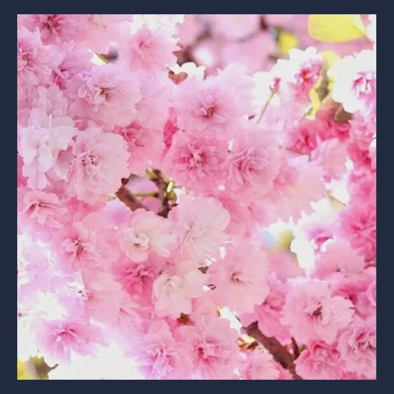 Kirschblüten