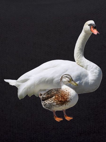 Cygne
