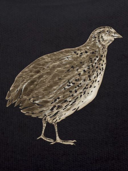 Quail Bird