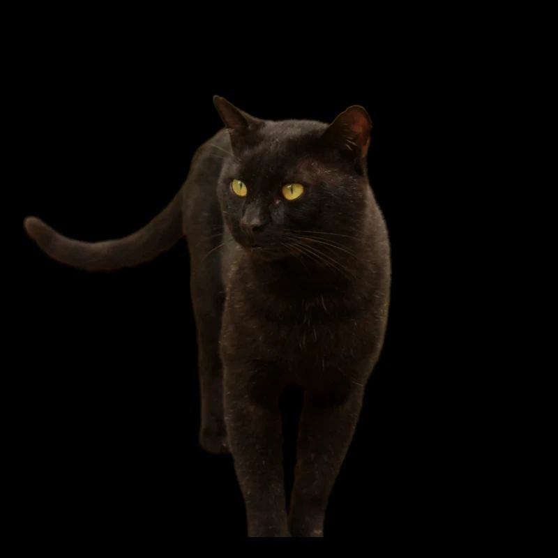 chat noir chat chaton
