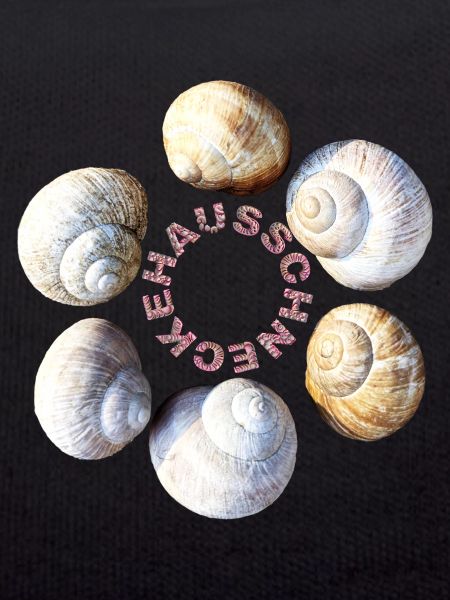 House snail