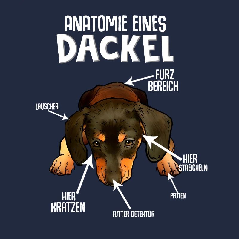 Dackel Hund Hunderasse