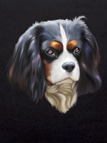 King Cavalier dog