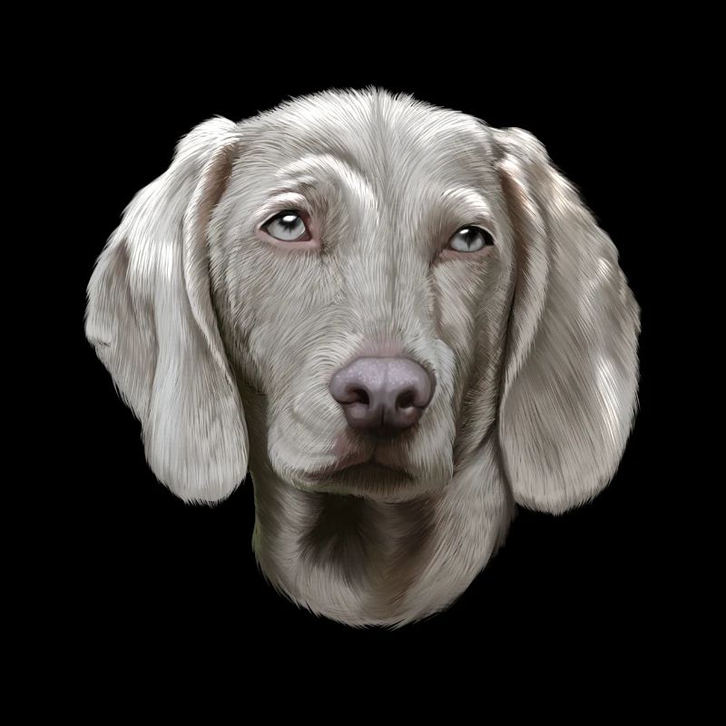 Weimaraner Hund