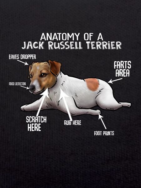 Jack Rusell Terrier