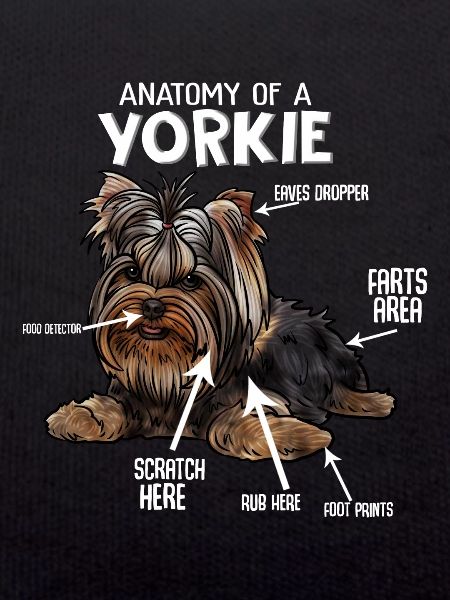 Yorkshire Terrier