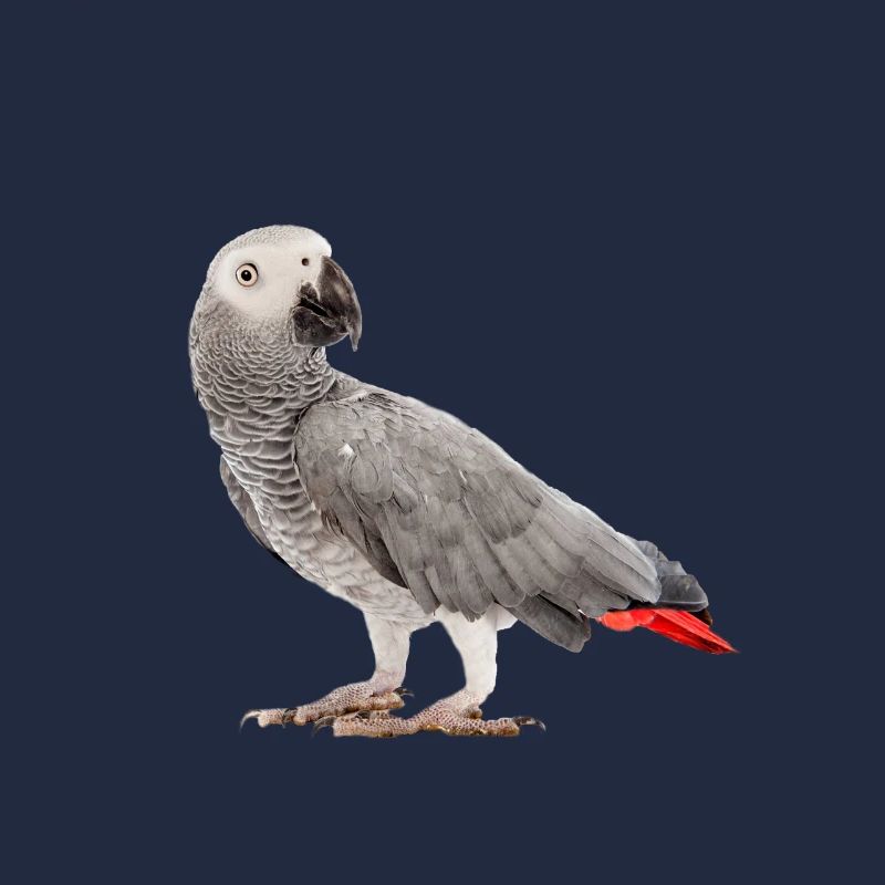 Graupapagei