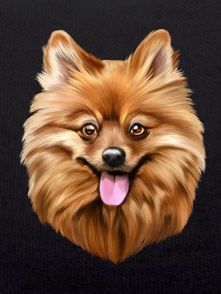 Spitz dog