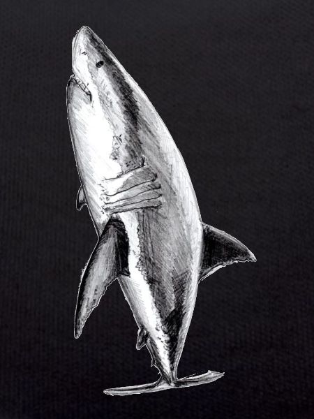 Great white shark