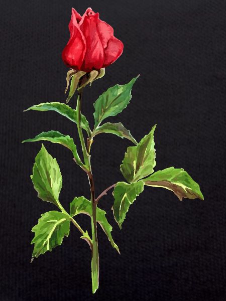 Red Rose