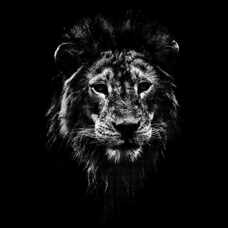 Tête de lion blanc