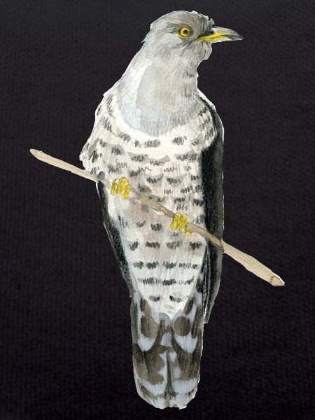 cuckoo