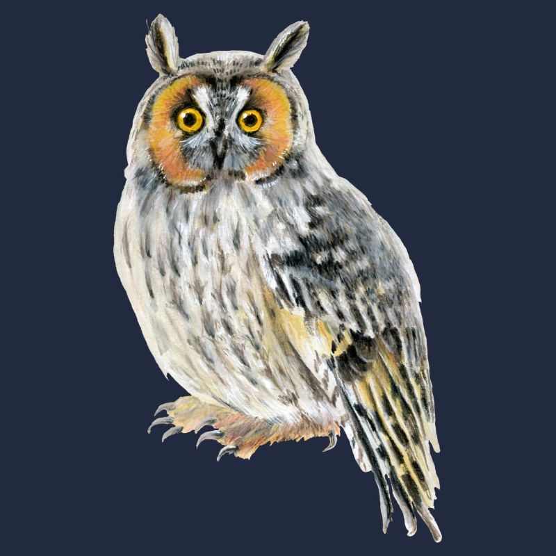 long-eared owl