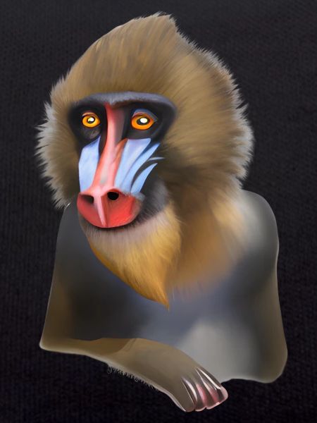 Mandrill Affe