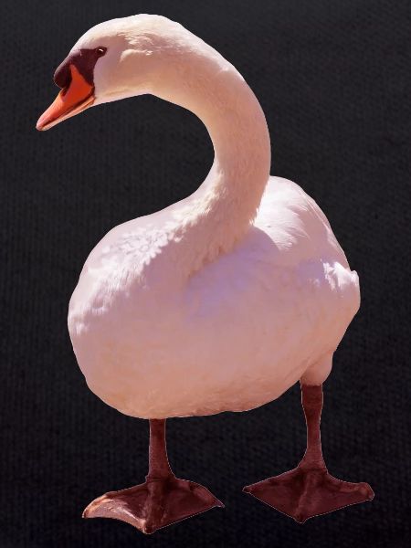 Swan