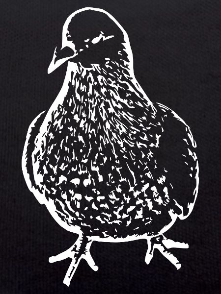 Bird white