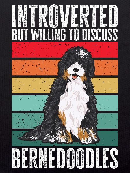 Bernedoodle Hund