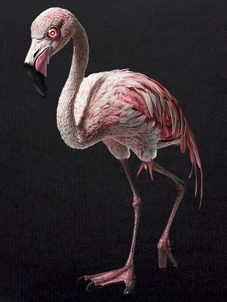 Flamingo
