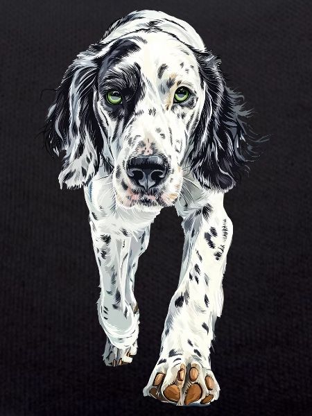 Englischer Setter