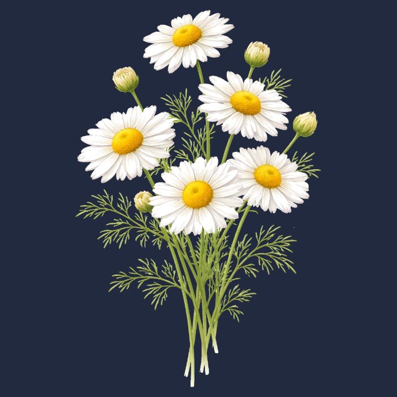 Chamomile Flowers Illustration