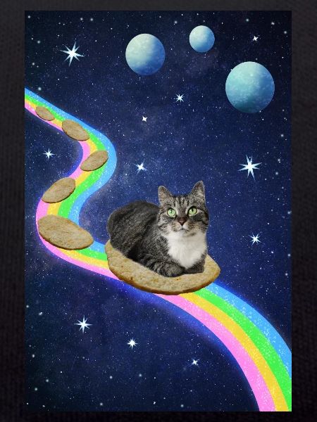 Chat mignon dans l’espace