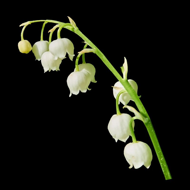 Maiglöckchen Frühling