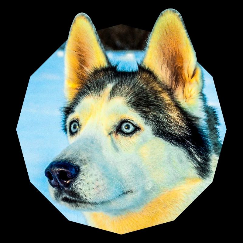 Husky