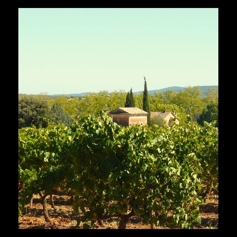 Provence : Vignes autour de Trans en Provence
