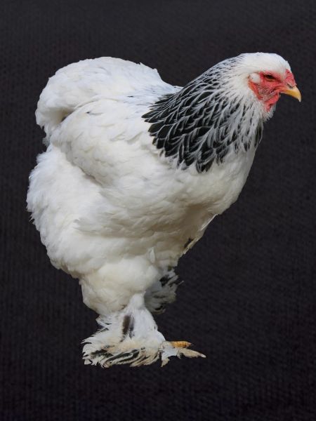 Brahma