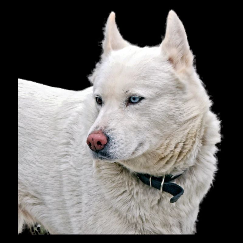 White Husky