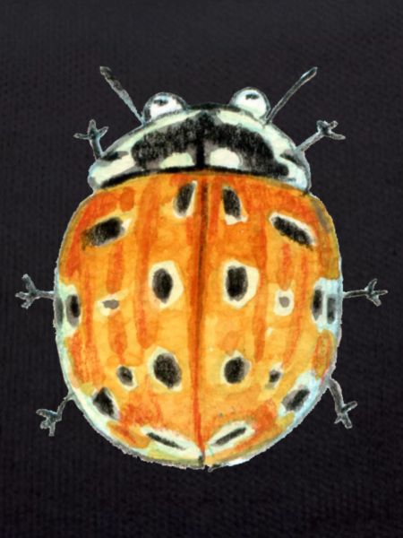 eyespot ladybug