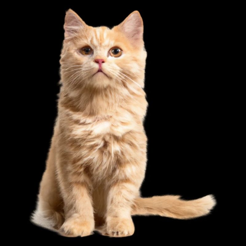Rothaarige Katze
