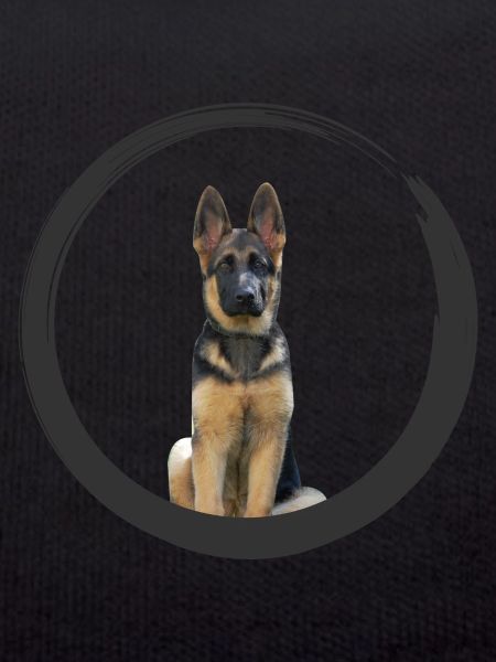 German shepherd
