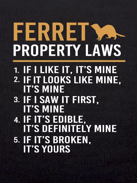 Ferret