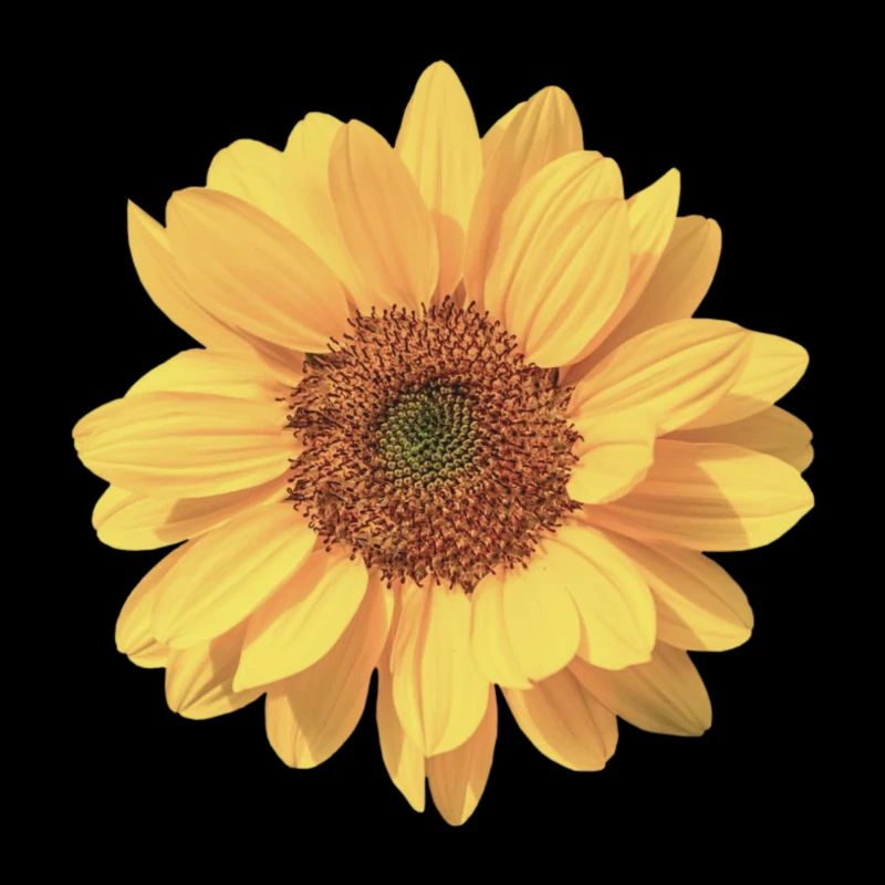 Sonnenblume