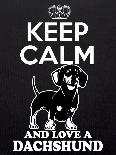 Dachshund