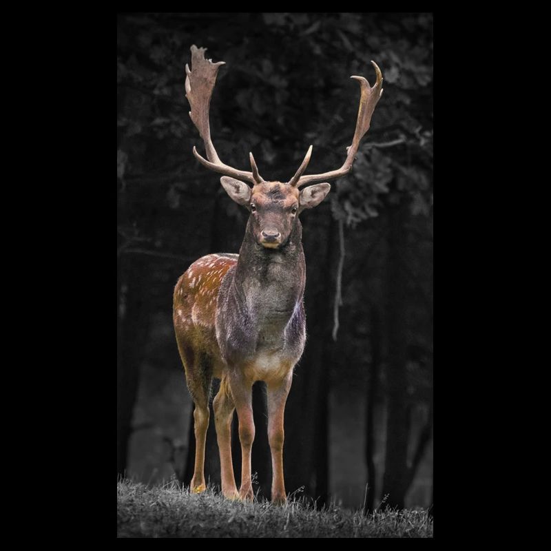 Hirsch