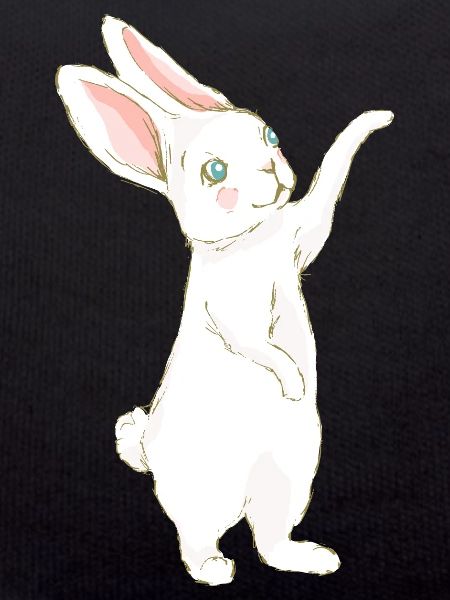 Rabbit