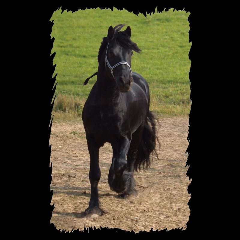 Étalon frison