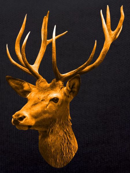 golden deer head