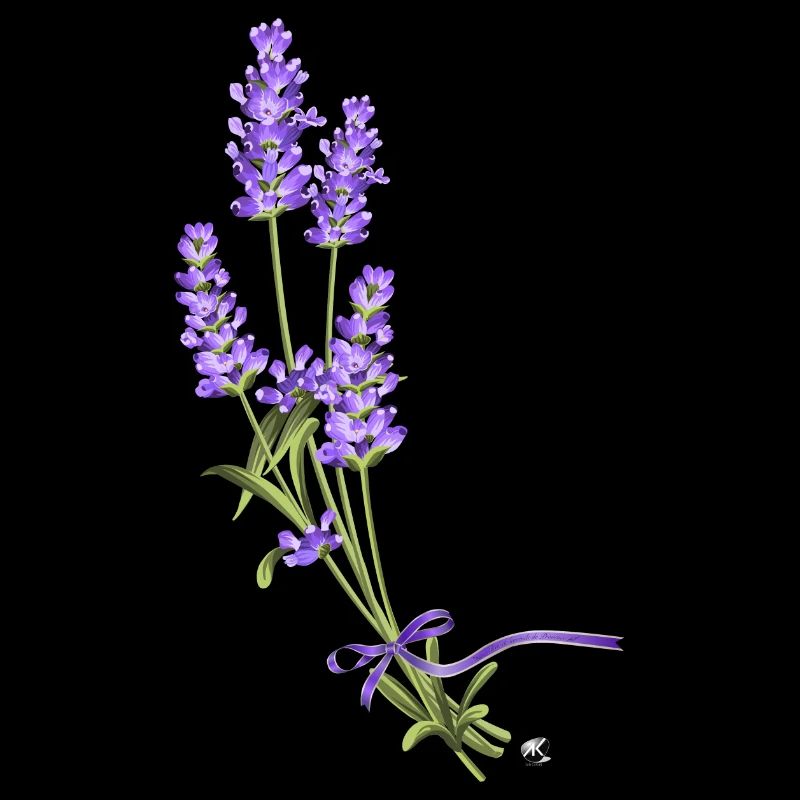 Lavande fleurs reliées avec un ruban pourpre