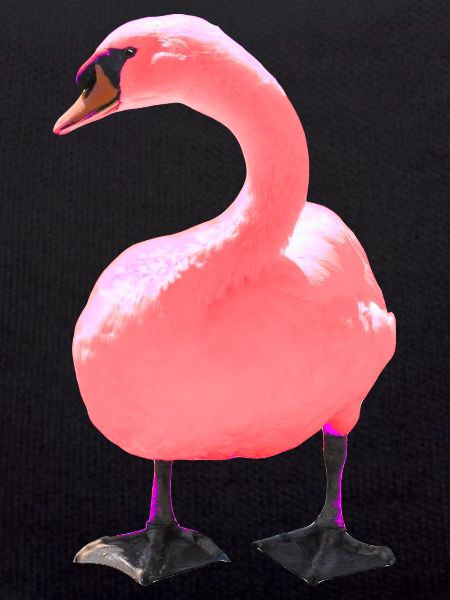 Schwan
