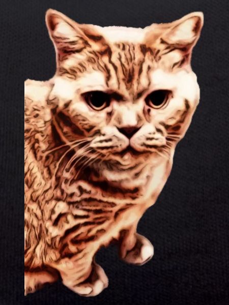 british shorthair cat