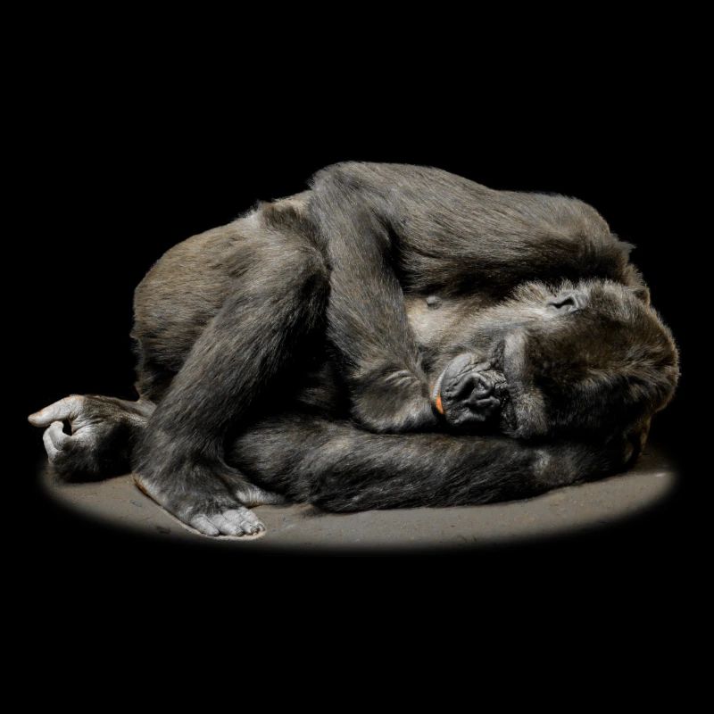 ape chimpanzee gorilla pavian orangutan262