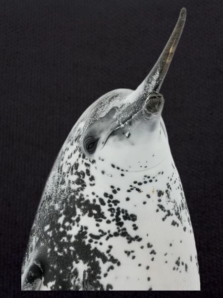 Narwhal