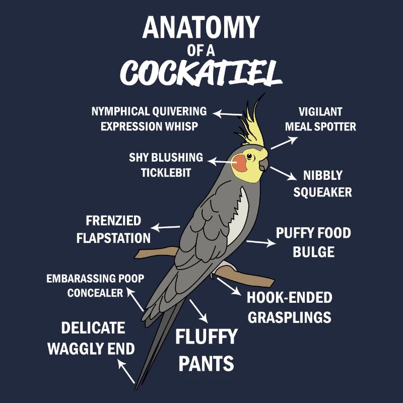 Anatomie d'un cockatiel