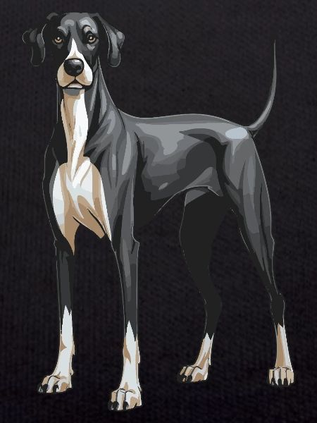 Great Dane Dog