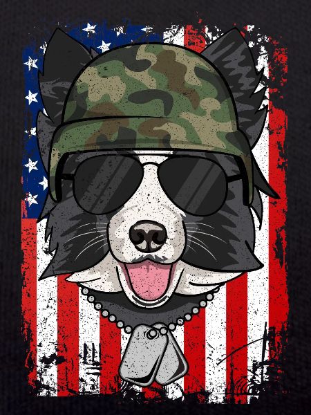 BORDER COLLIE