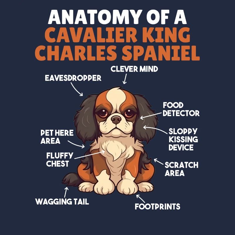 Explication du chien Anatomie d’un roi cavalier