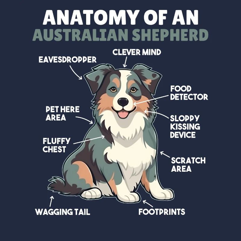 Explication du chien Anatomie d’un berger australien